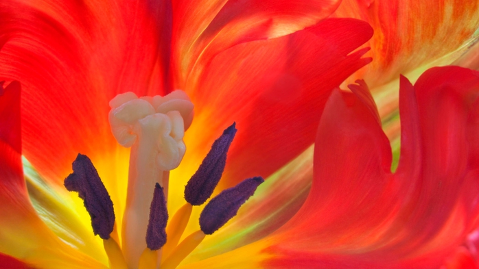 Full HD Flowers 0122 (700x393, 176Kb)