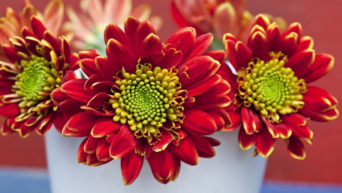 Full HD Flowers 0124 (700x393, 208Kb)