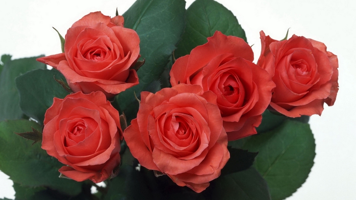 Full HD Flowers 0131 (700x393, 174Kb)