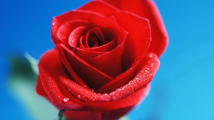 Full HD Flowers 0133 (700x393, 152Kb)