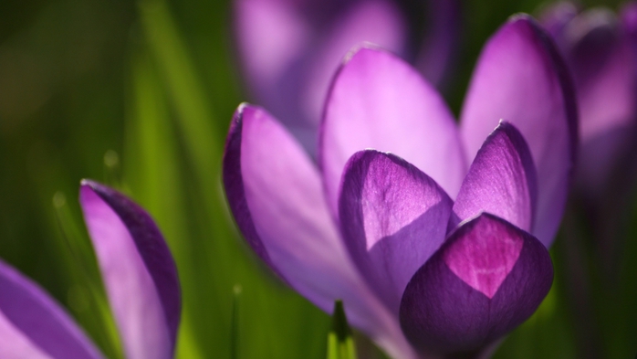 Full HD Flowers 0135 (700x393, 139Kb)
