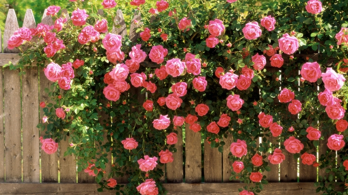 Full HD Flowers 0137 (700x393, 293Kb)