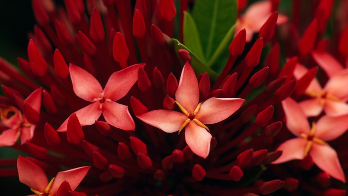Full HD Flowers 0139 (700x393, 172Kb)