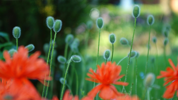 Full HD Flowers 0141 (700x393, 177Kb)