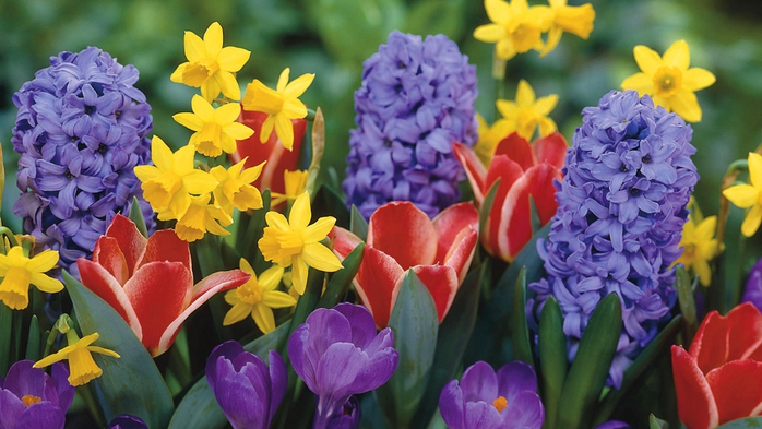 Full HD Flowers 0143 (700x393, 239Kb)