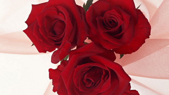Full HD Flowers 0145 (700x393, 164Kb)