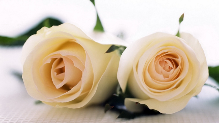 Full HD Flowers 0149 (700x393, 144Kb)