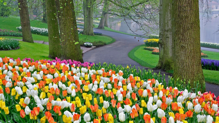 Full HD Flowers 0151 (700x393, 299Kb)