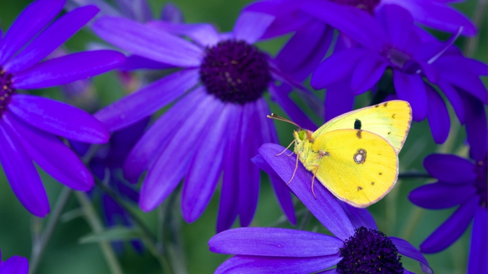 Full HD Flowers 0153 (700x393, 174Kb)