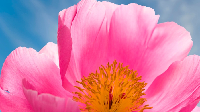 Full HD Flowers 0156 (700x393, 167Kb)