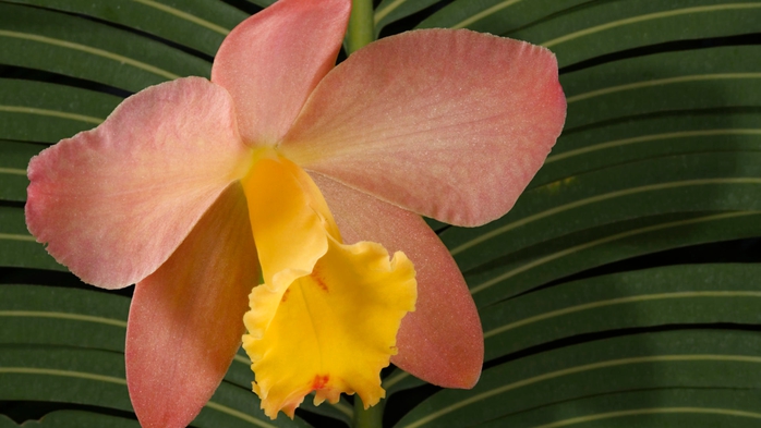 Full HD Flowers 0158 (700x393, 177Kb)