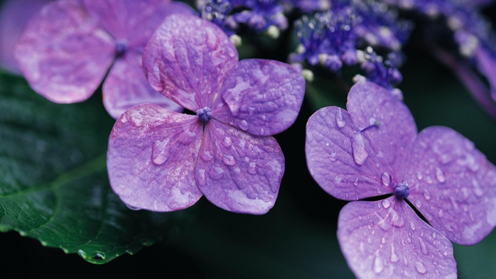 Full HD Flowers 0162 (700x393, 191Kb)