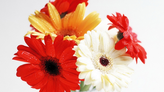 Full HD Flowers 0164 (700x393, 177Kb)