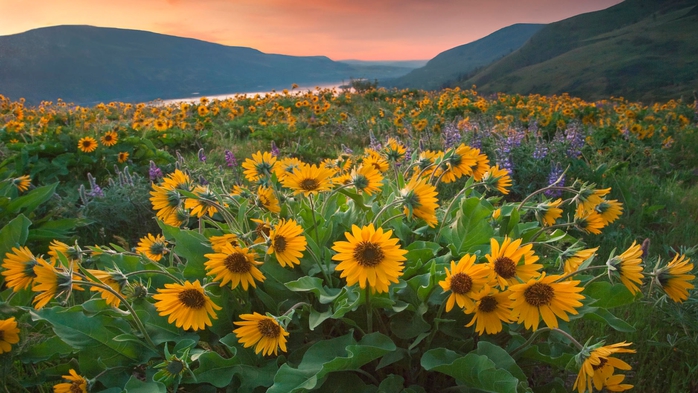 Full HD Flowers 0166 (700x393, 259Kb)