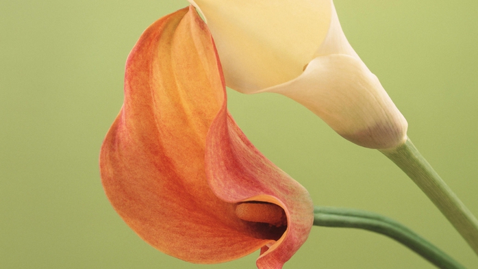 Full HD Flowers 0168 (700x393, 154Kb)