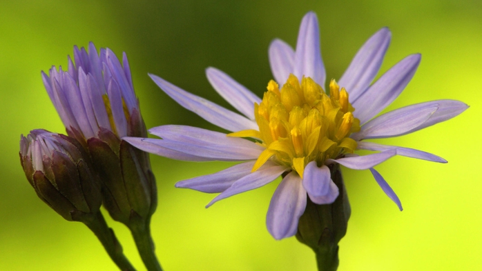 Full HD Flowers 0170 (700x393, 168Kb)