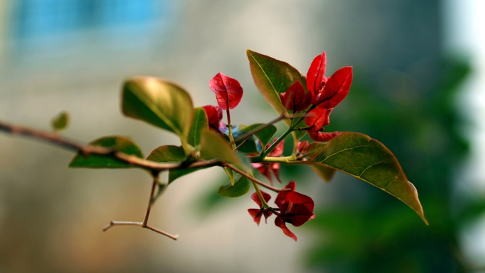 Full HD Flowers 0201 (700x393, 156Kb)