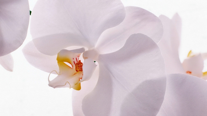 Full HD Flowers 0203 (700x393, 130Kb)