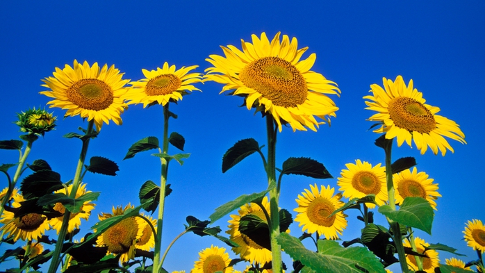 Full HD Flowers 0205 (700x393, 246Kb)