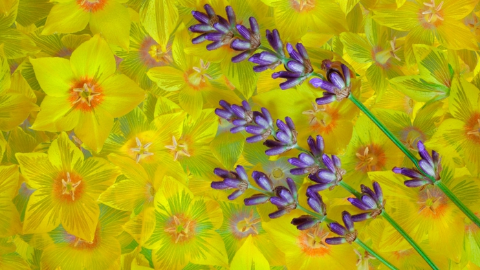 Full HD Flowers 0209 (700x393, 249Kb)