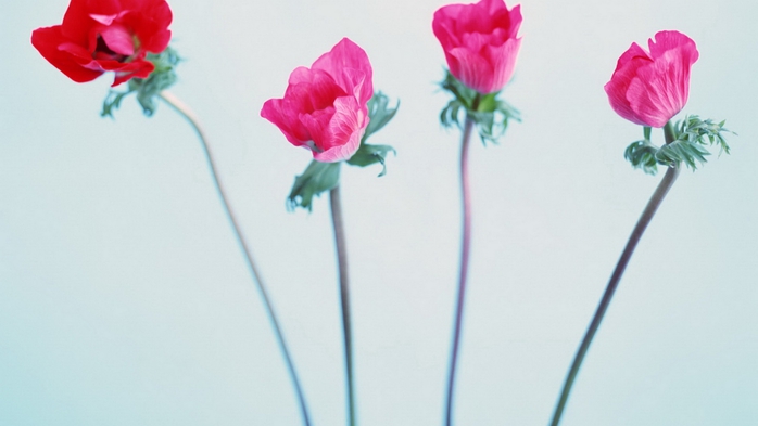 Full HD Flowers 0213 (700x393, 124Kb)