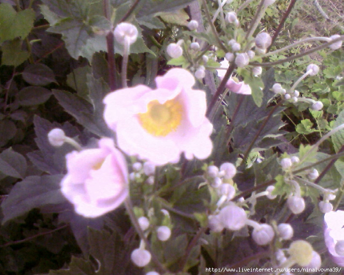 Photo-0386 (700x560, 309Kb)