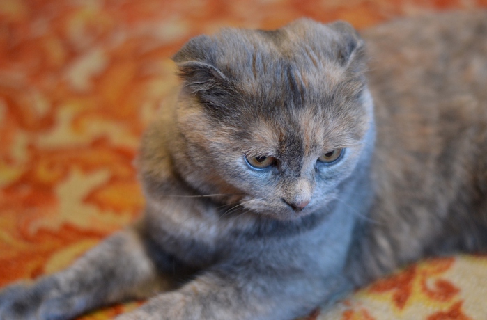 DSC_0471z (700x460, 125Kb)
