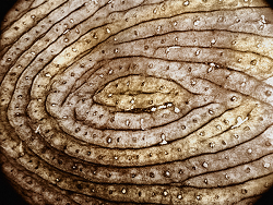 4826692_big_1078034 (250x188, 122Kb)