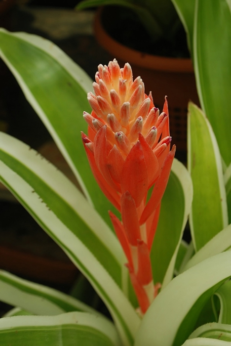 Billbergia pyramidalis var. concolor (468x700, 169Kb)