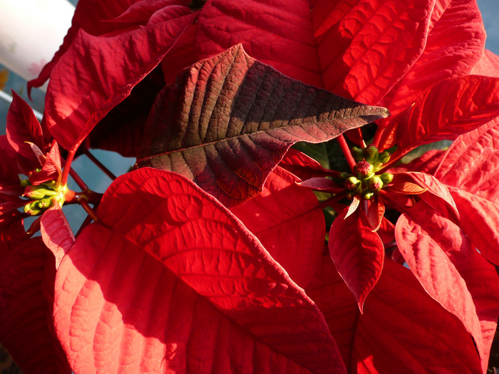 2080298206_cfcffb07ec_bPoinsettia (700x525, 234Kb)