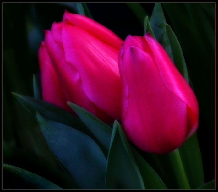 3166706_TWO_TULIPS_by_THOM_B_FOTO (694x611, 68Kb)