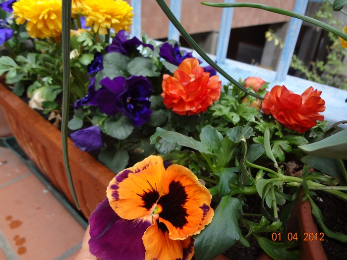 4798334_DSC01471 (700x525, 283Kb)