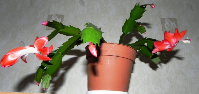 DSCN0047 (700x329, 160Kb)