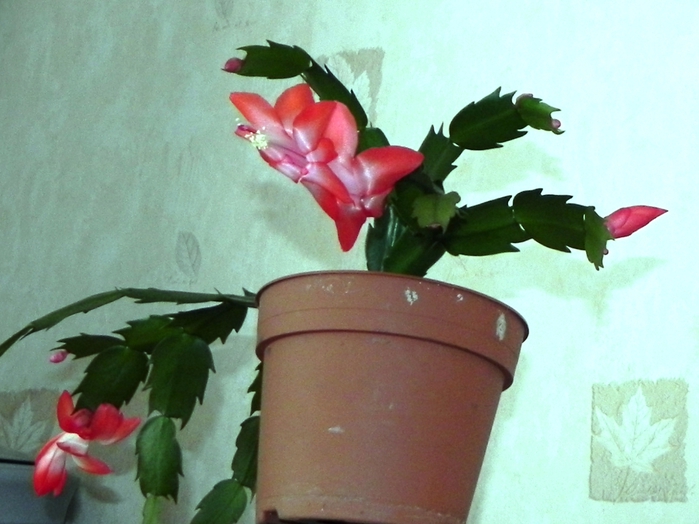 DSCN0052 (700x524, 237Kb)
