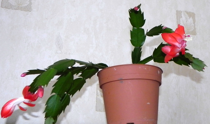 DSCN0053 (700x413, 191Kb)