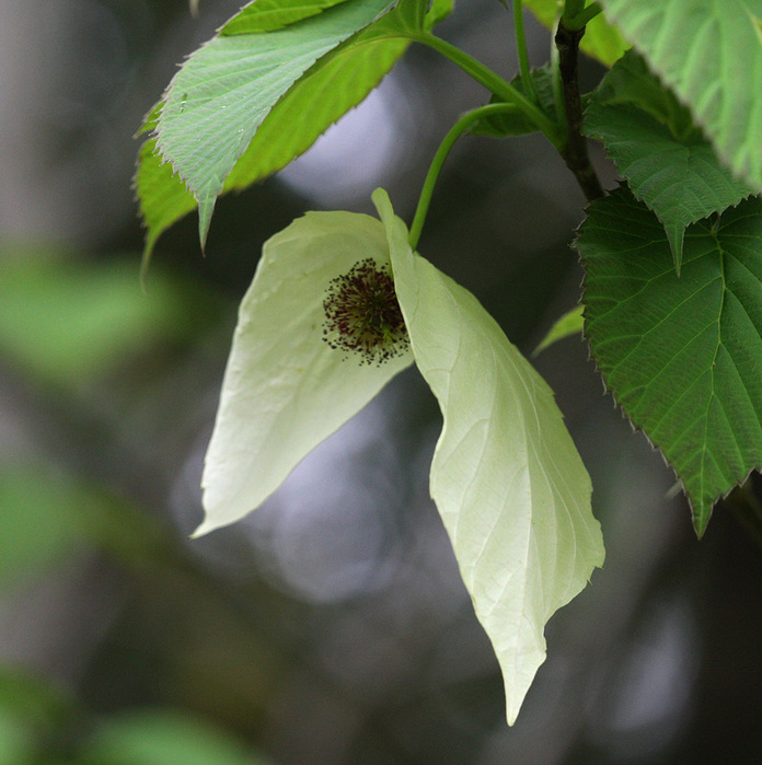 f0165160_9452651Davidea involucrata (696x700, 167Kb)