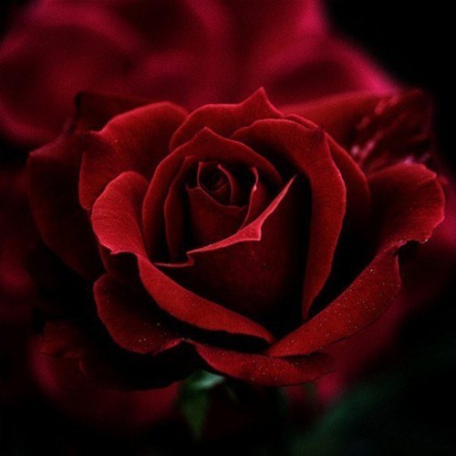 ZuW463WSL6A (500x500, 31Kb)