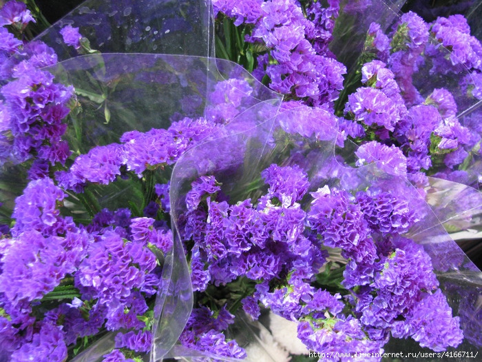 IMG_3004 (700x525, 376Kb)