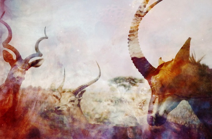 alisonscarpulla_14 (680x448, 98Kb)