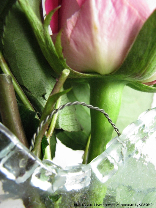 IMG_3077 (525x700, 309Kb)