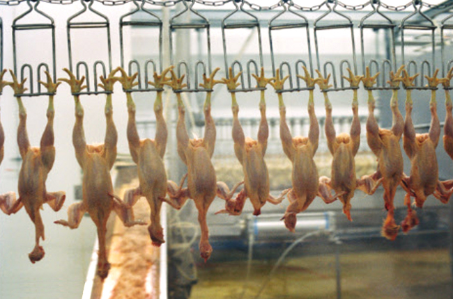 Poulets Sans Plumes/5046362_Sis_Poulets_1_ (650x430, 254Kb)