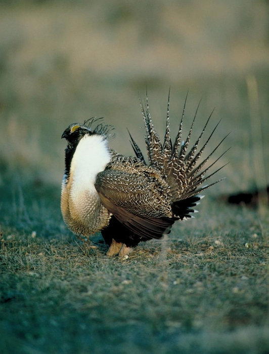 sage_grouse_4 (532x700, 256Kb)