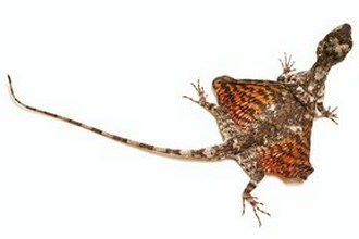 3109898_Draco_volans2 (330x220, 21Kb)