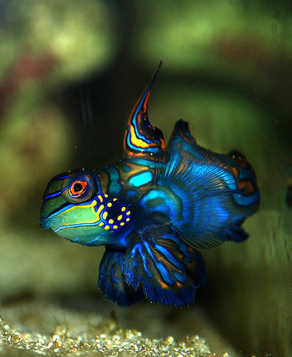 Mandarinfish-1 (573x700, 112Kb)