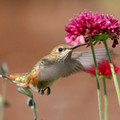 Hummingbird_Photo_Wallpaper_Kkc_fs_wallcoo_com (120x120, 5Kb)