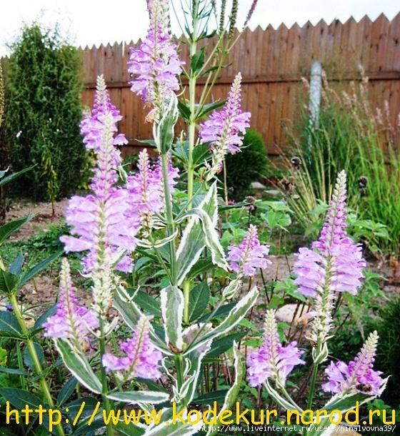 Physostegia_Variegata (560x611, 326Kb)