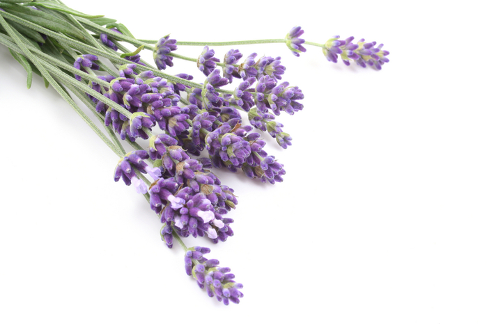 4783955_lavender11 (700x466, 191Kb)