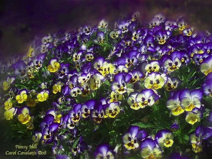 Pansy_Hill (700x525, 158Kb)