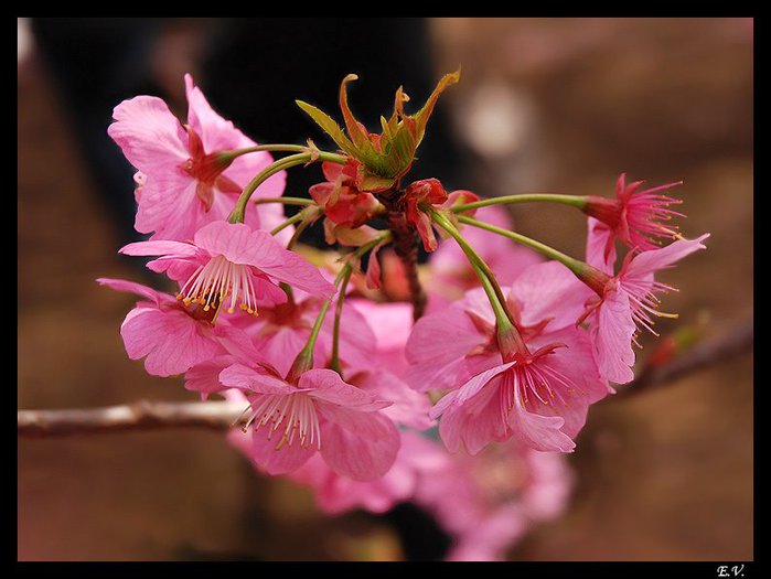 75509366_57929578_sakura_flower4_794x596 (699x525, 57Kb)