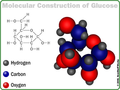 glu (400x300, 24Kb)